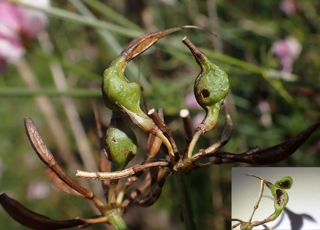 Arter Der Begynder Med 'Cheilosia' - Naturbasen