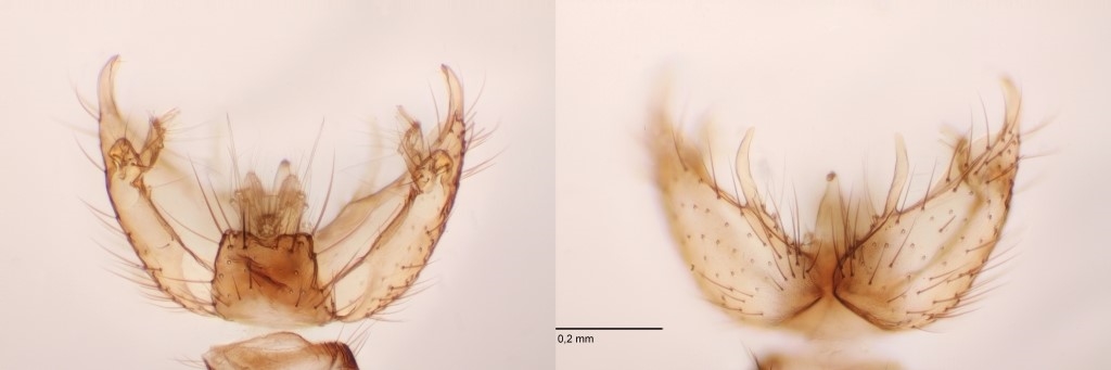 Coelophthinia thoracica (Coelophthinia thoracica)