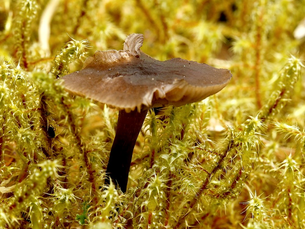 Narrehat (Hygroaster asterosporus)
