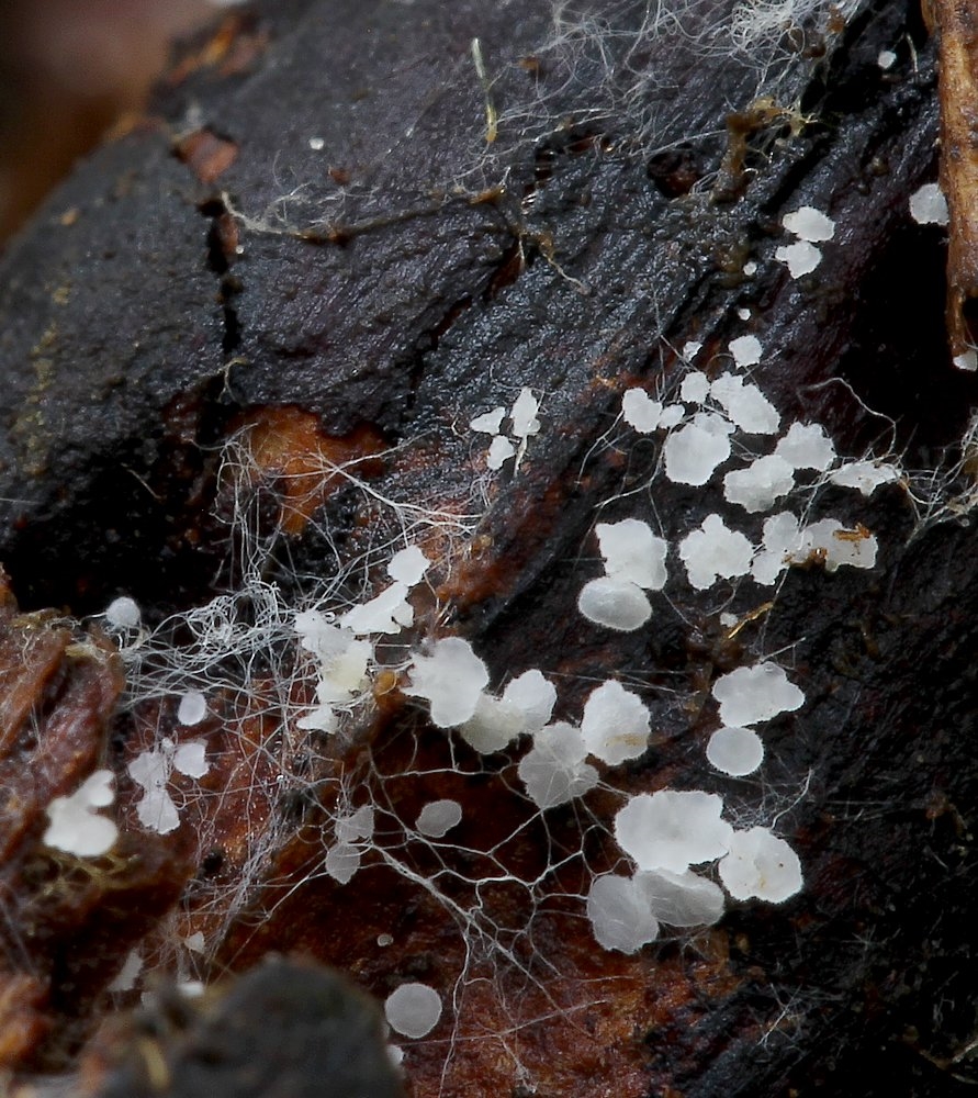 Psilocistella conincola (Psilocistella conincola)