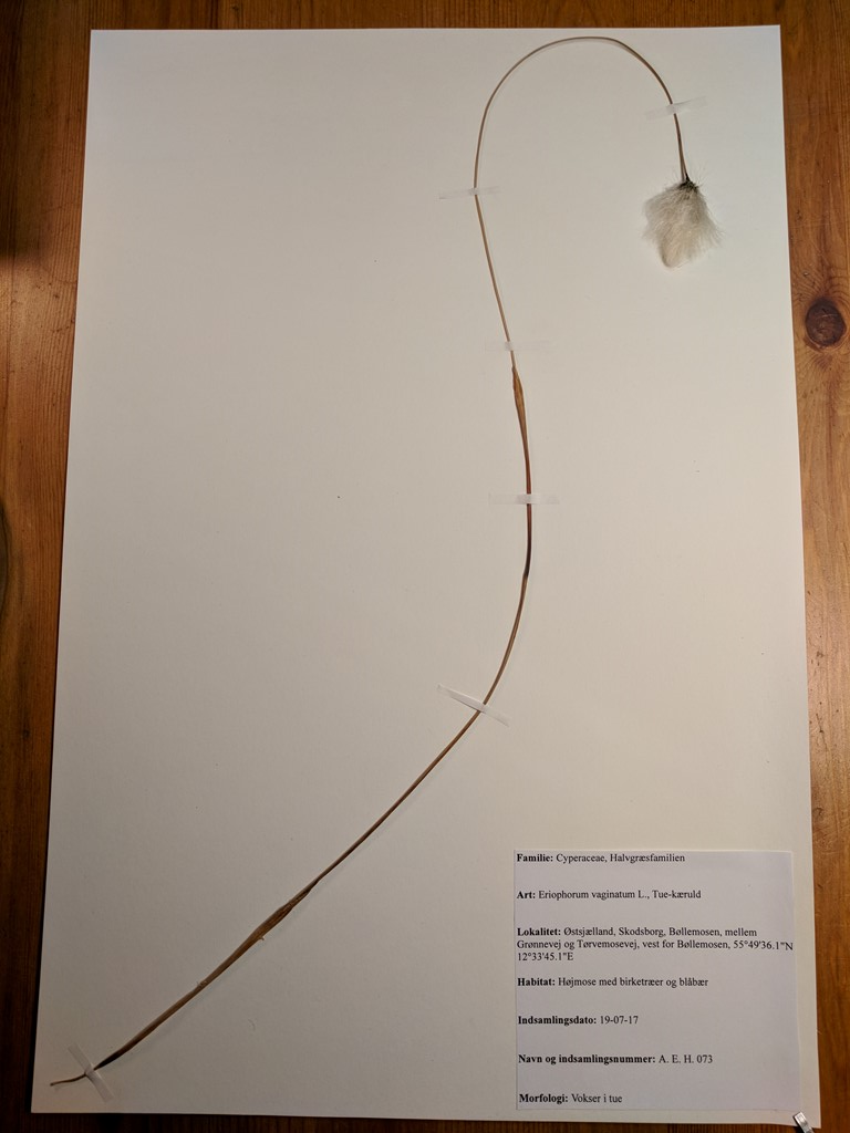 Tue-Kæruld (Eriophorum vaginatum)