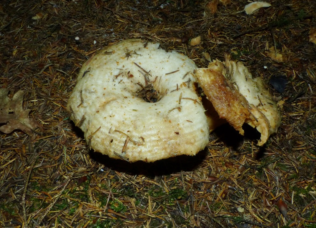 Vandbæltet Mælkehat (Lactarius aquizonatus)
