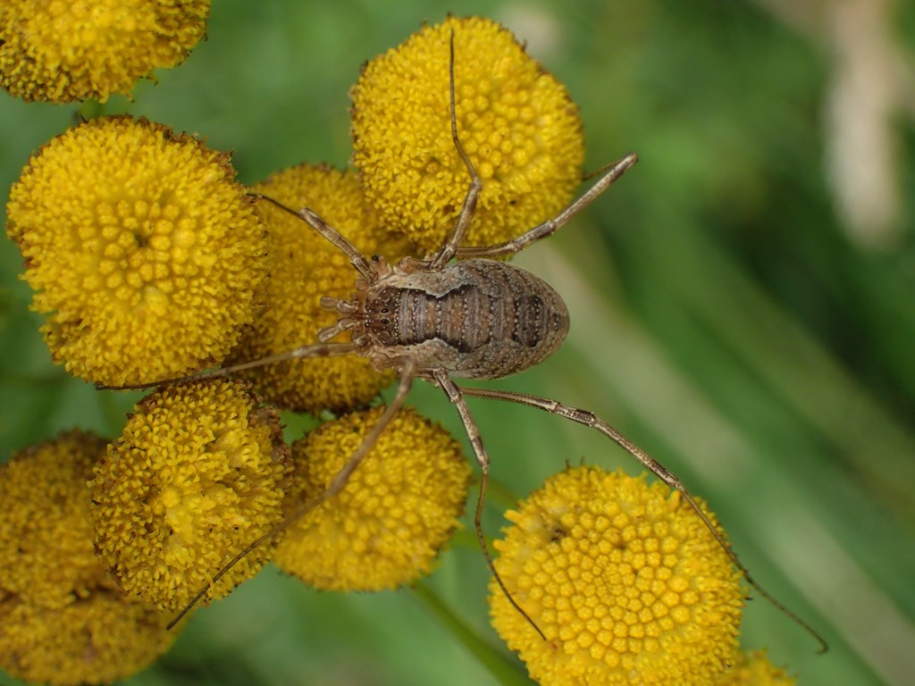 Hornmejer (Phalangium opilio)