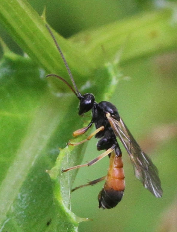 Cosmoconus ceratophorus (Cosmoconus ceratophorus)