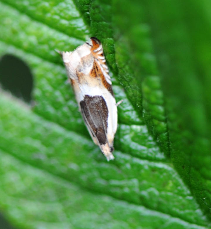 Kærseglvikler (Ancylis paludana)