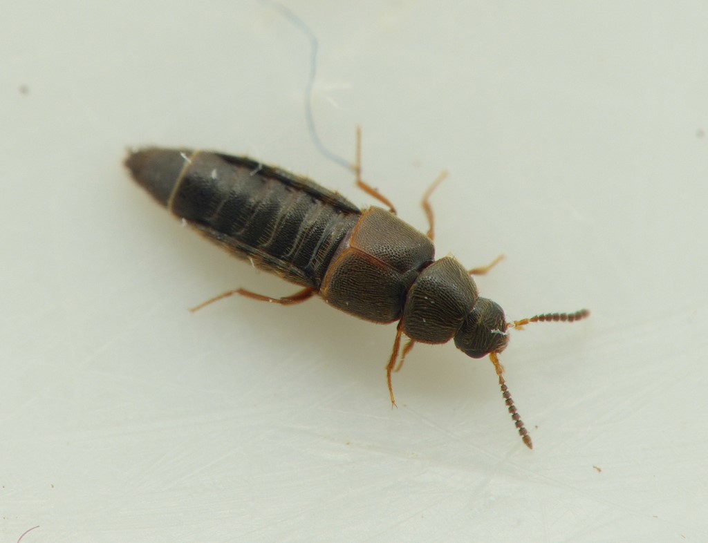 Haploglossa villosula (Haploglossa villosula)