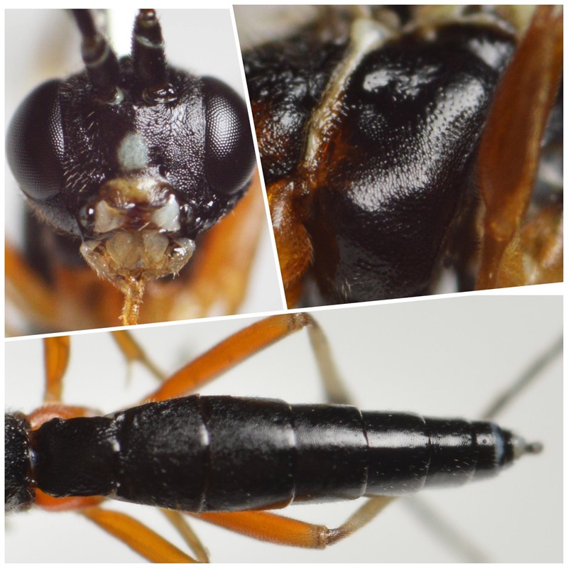 Homotropus frontorius (Homotropus frontorius)