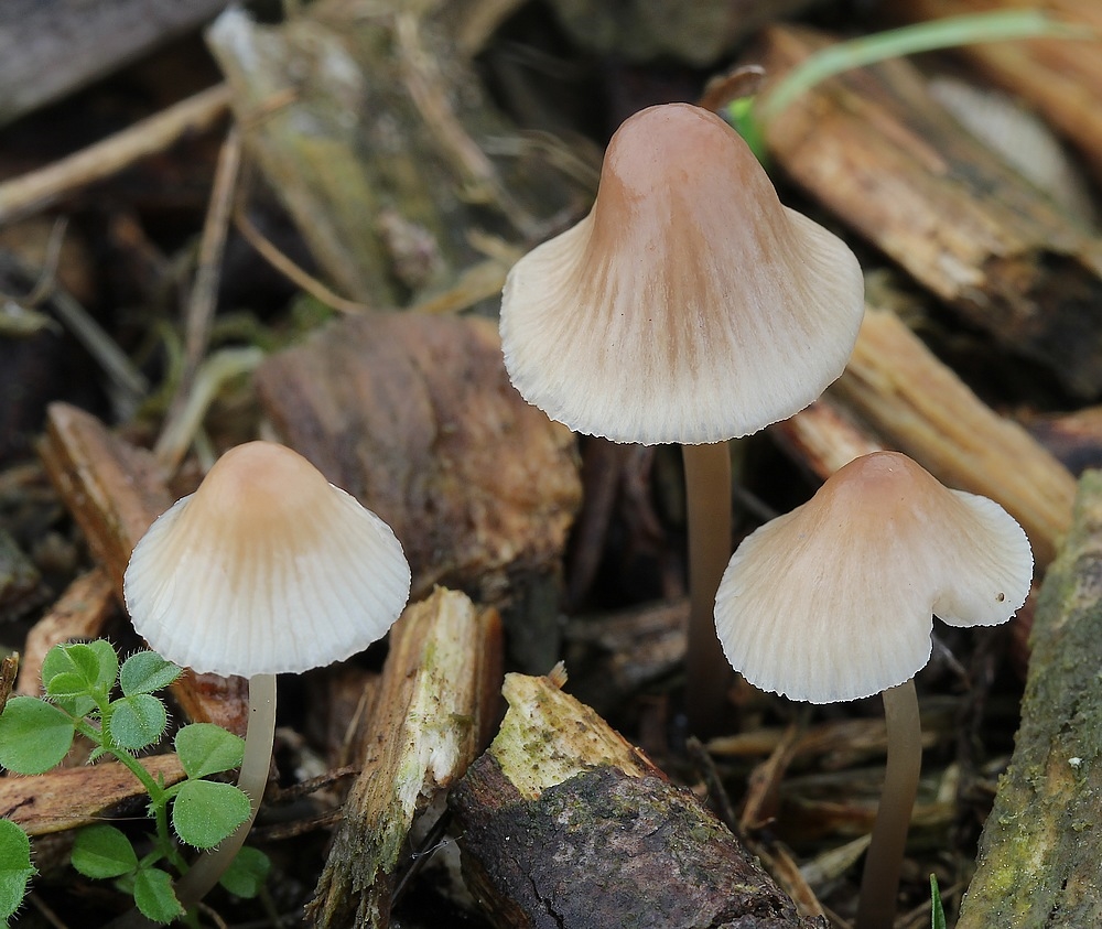 Rødlig Huesvamp (Mycena metata)