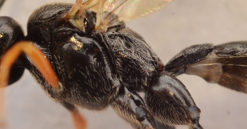 Pimpla melanacrias (Pimpla melanacrias)