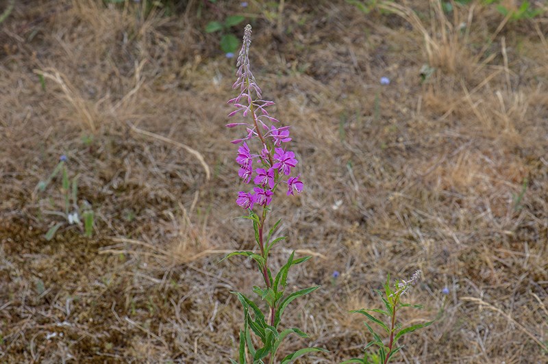 Gederams (Epilobium angustifolium)