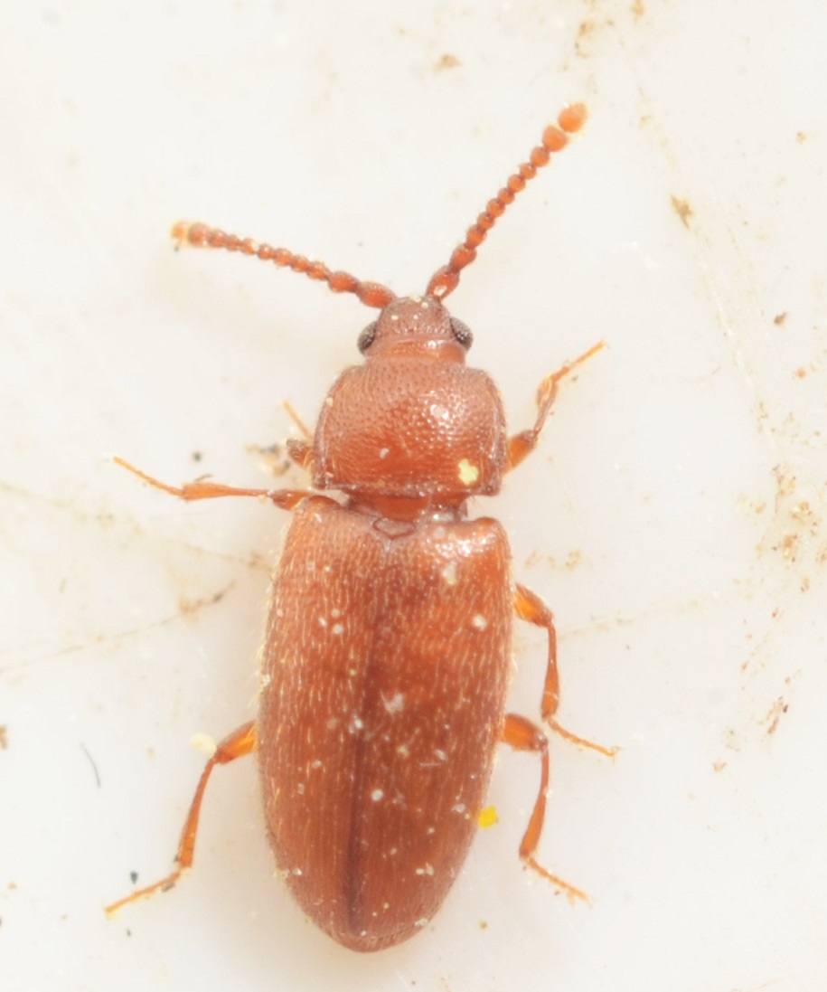 Caenoscelis subdeplanata (Caenoscelis subdeplanata)