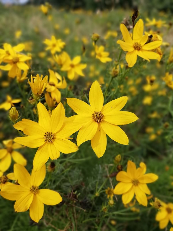 Krans-Skønhedsøje (Coreopsis verticillata)