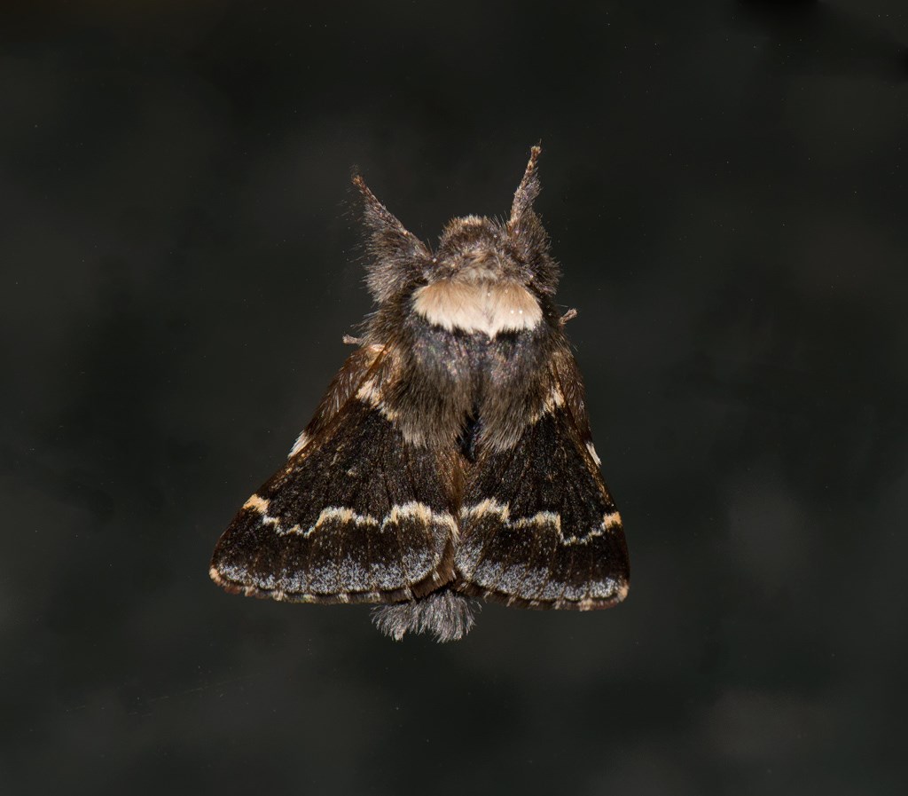 Poppelspinder