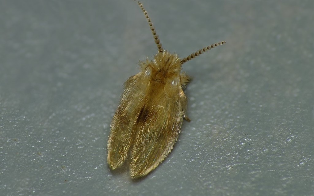 Psychoda sigma (Psychoda sigma)