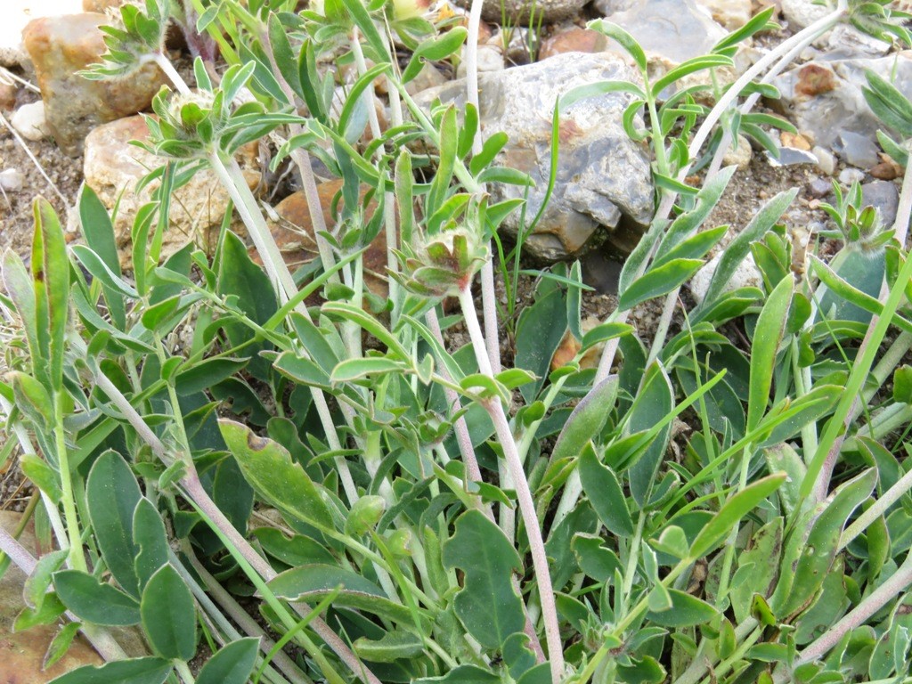 Anthyllis vulneraria ssp. vulneraria (Anthyllis vulneraria ssp. vulneraria)