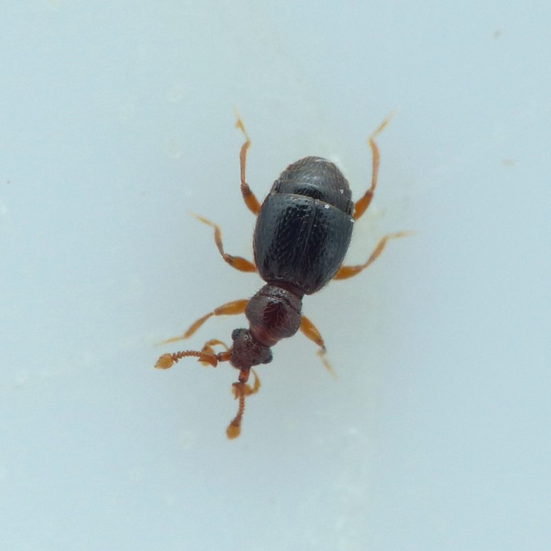 Bythinus burrellii (Bythinus burrellii)