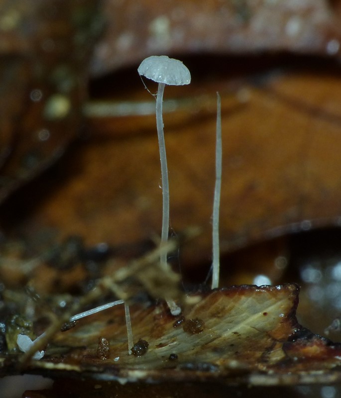 Mycena mucor (Mycena mucor)
