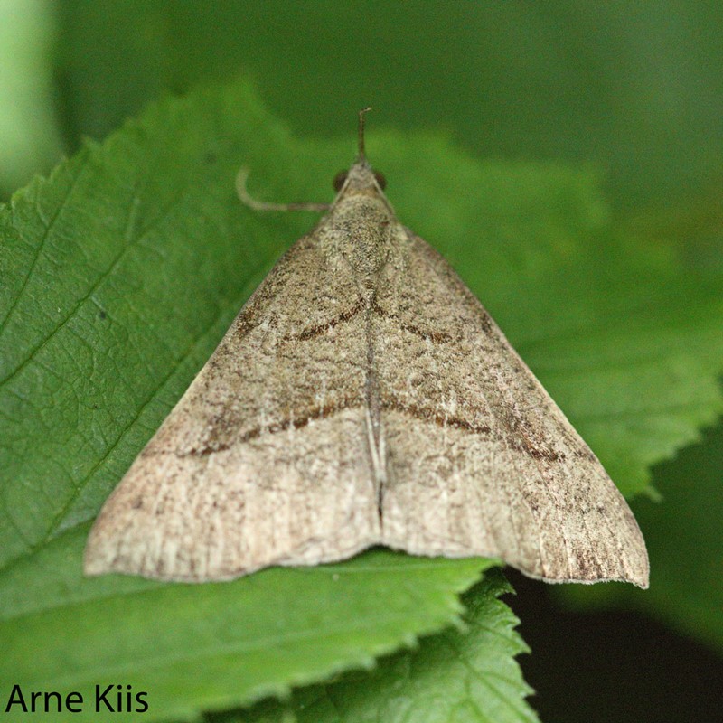 Snudeugle (Hypena proboscidalis)