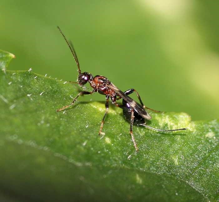 Spathius umbratus (Spathius umbratus)