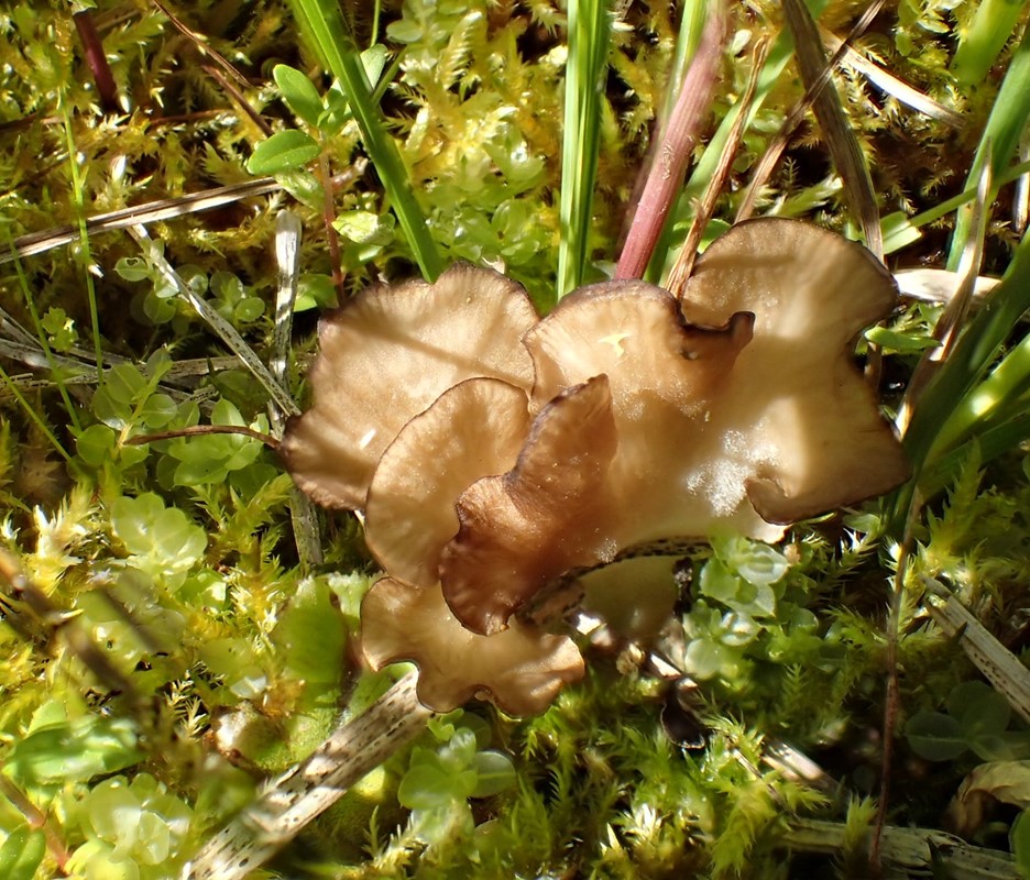 Siddende Fontænehat (Arrhenia lobata)