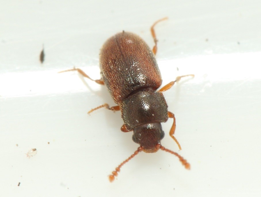 Cryptophagus distinguendus (Cryptophagus distinguendus)