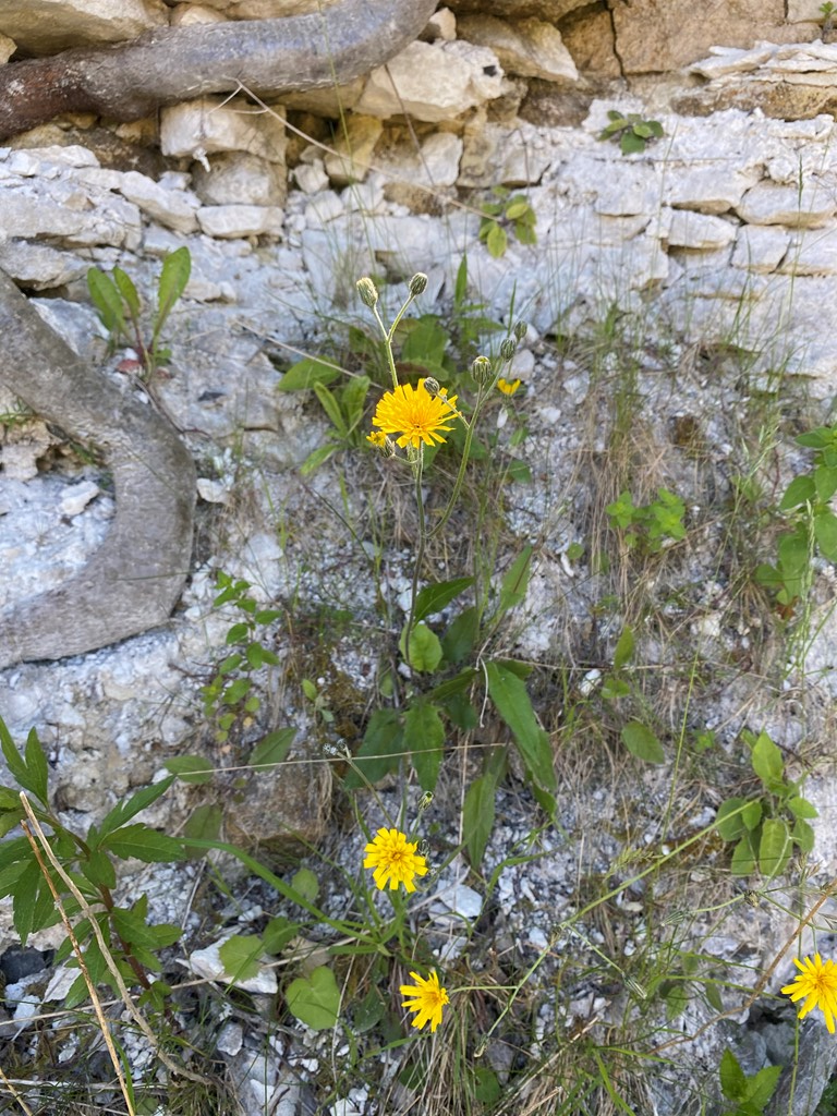 Hieracium chlorellum (Hieracium chlorellum)