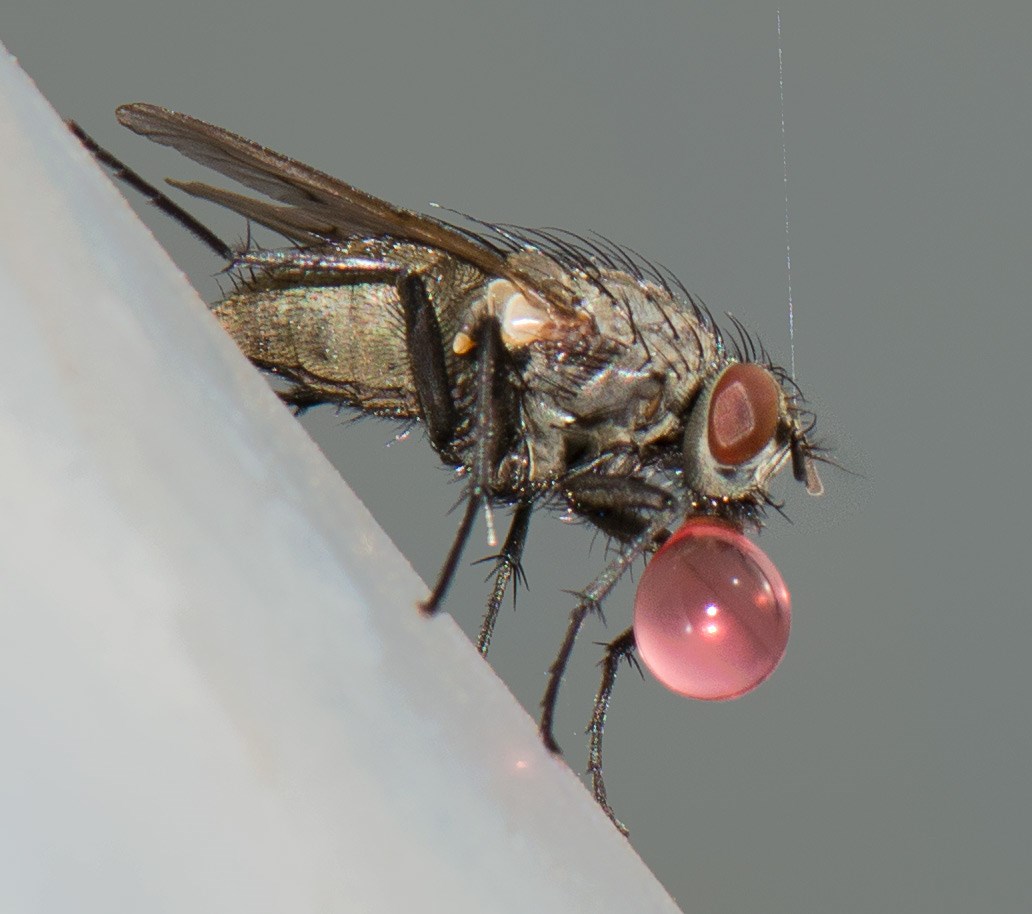Helina evecta (Helina evecta)