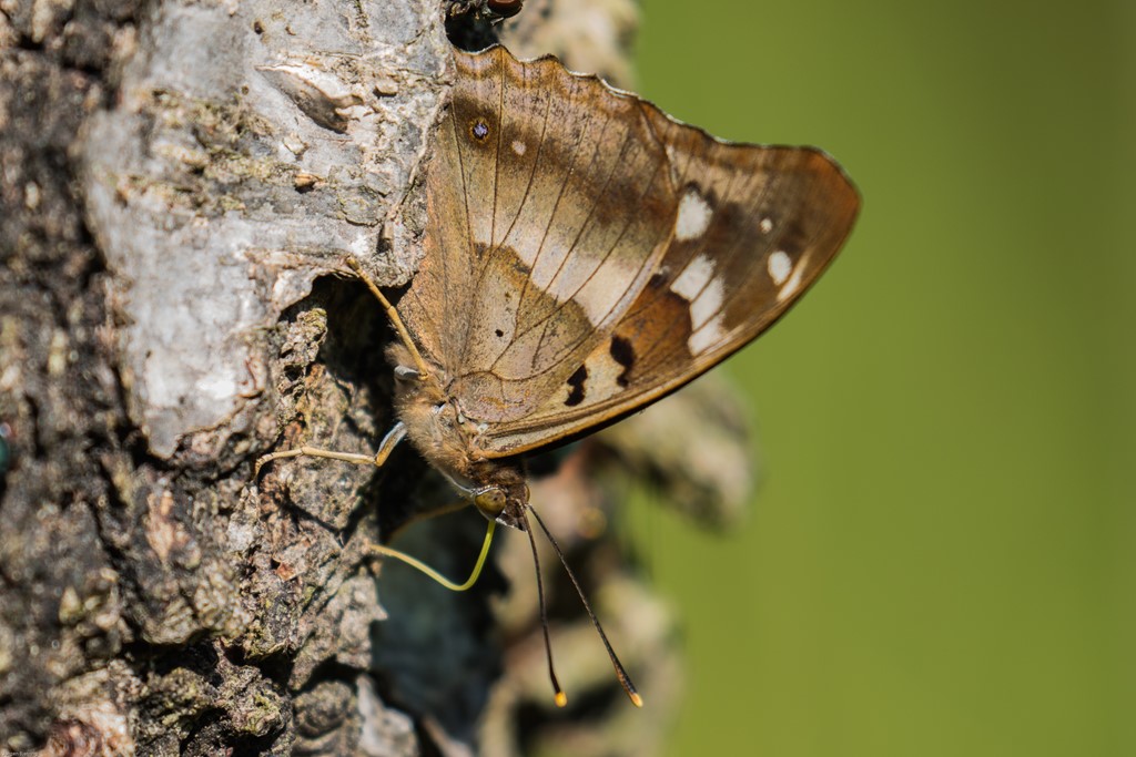 Ilia (Apatura ilia)