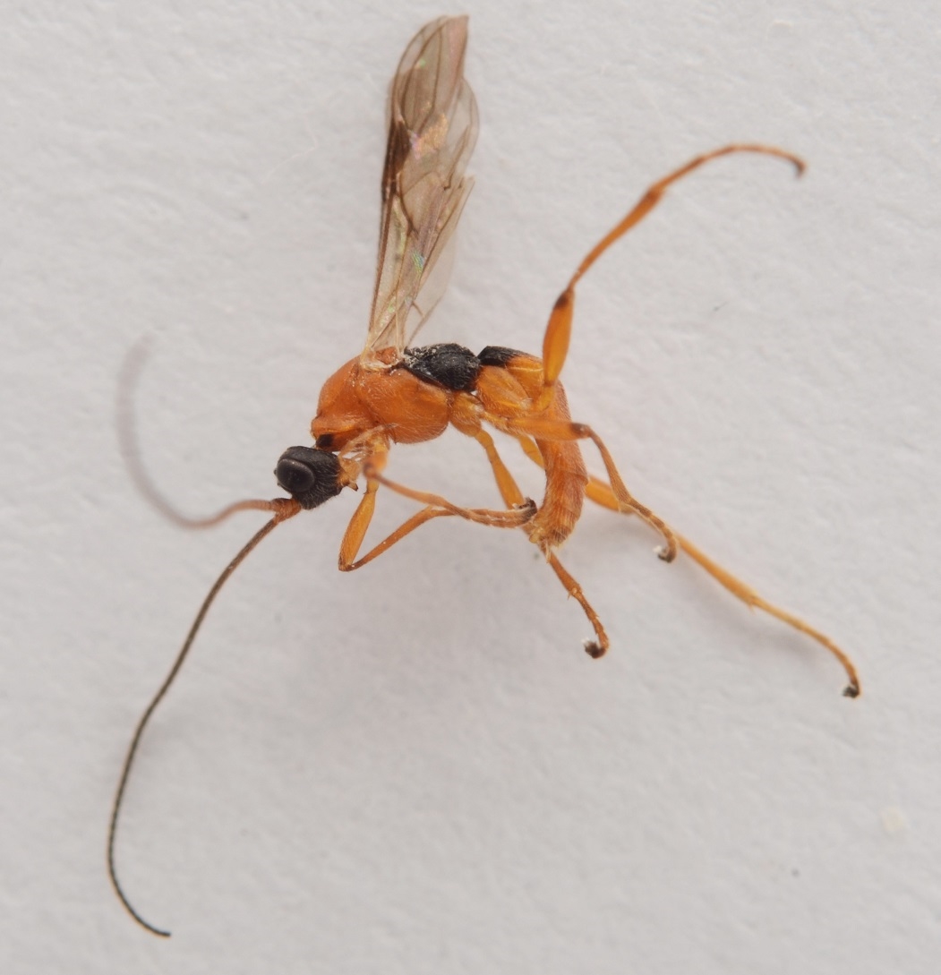 Aleiodes punctipes (Aleiodes punctipes)