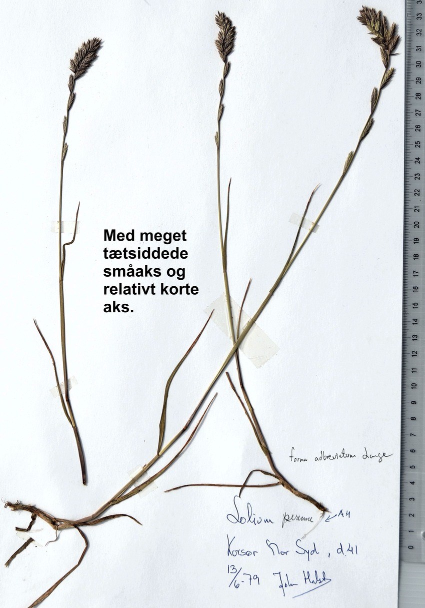 Almindelig Rajgræs f. adbreviatum (Lolium perenne f. adbreviatum)