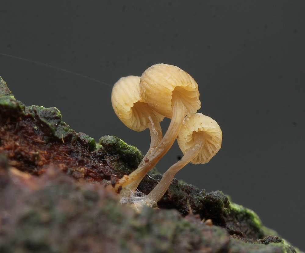 Cremehvid Huesvamp (Mycena xantholeuca)