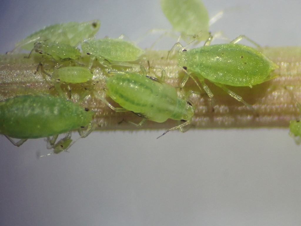 Cavariella konoi (Cavariella konoi)