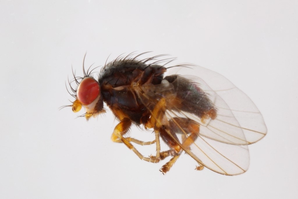 Odinia xanthocera (Odinia xanthocera)