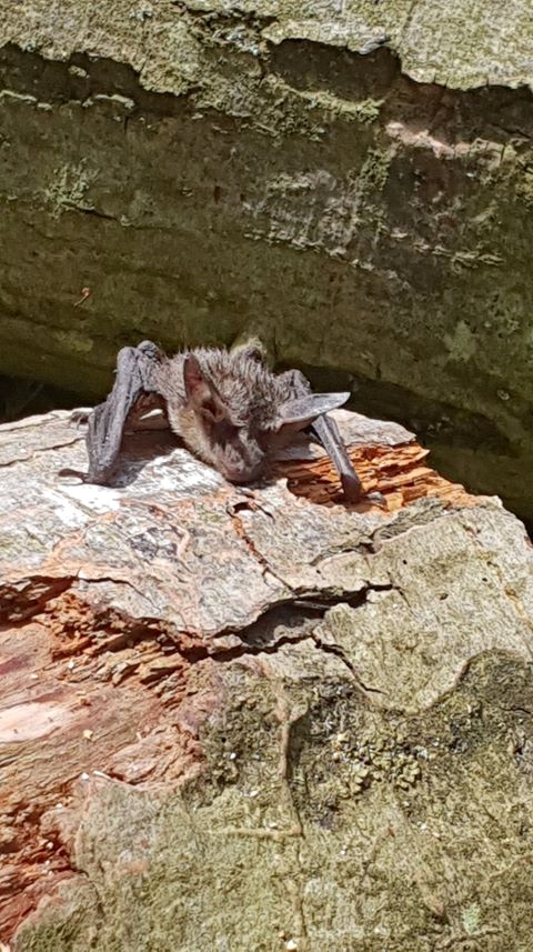 Bechsteins Flagermus (Myotis bechsteinii)