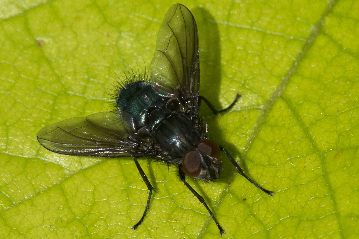 Bellardia bayeri (Bellardia bayeri)