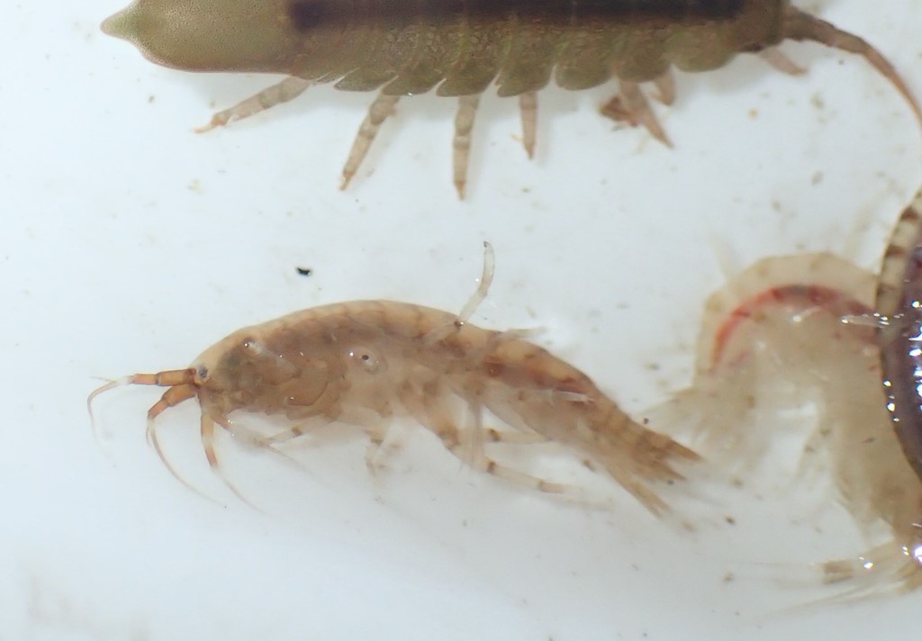 Calliopius laeviusculus (Calliopius laeviusculus)