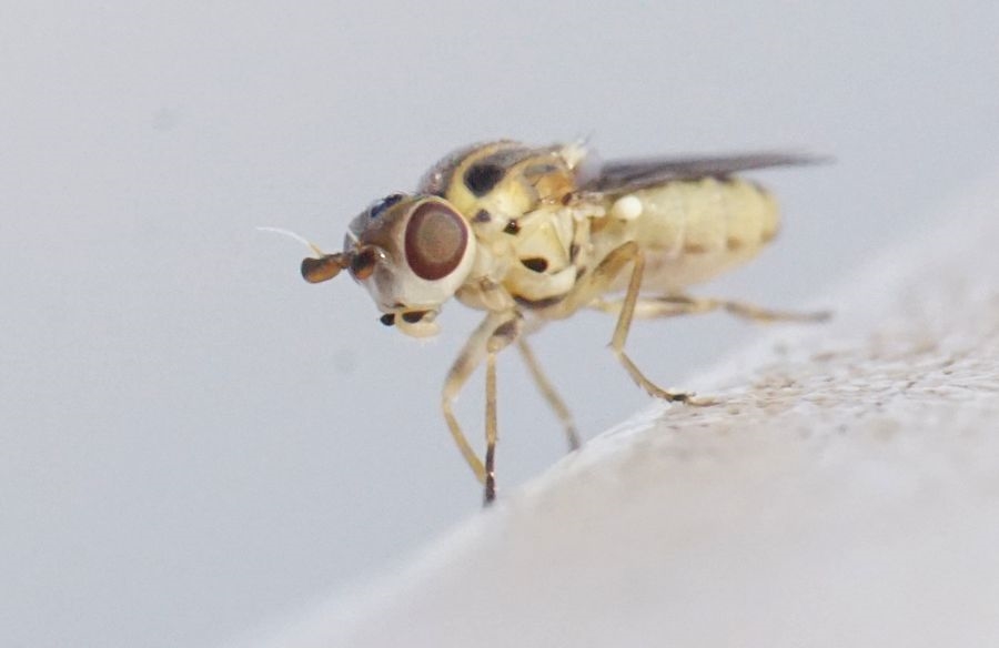 Parectecephala longicornis (Parectecephala longicornis)