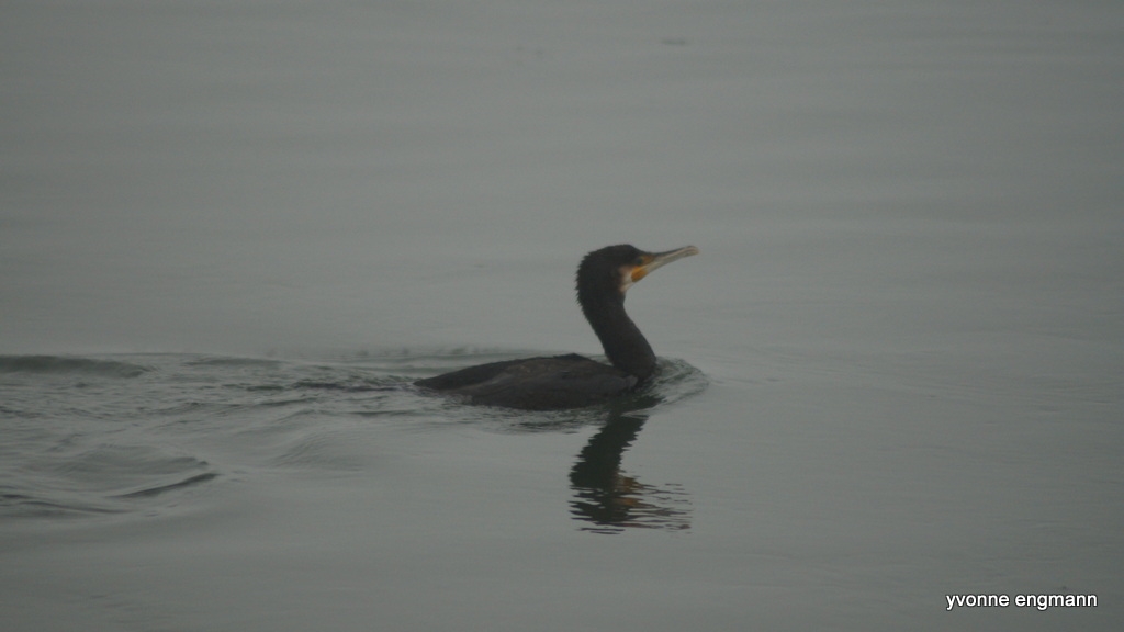 Skarv (Phalacrocorax carbo)