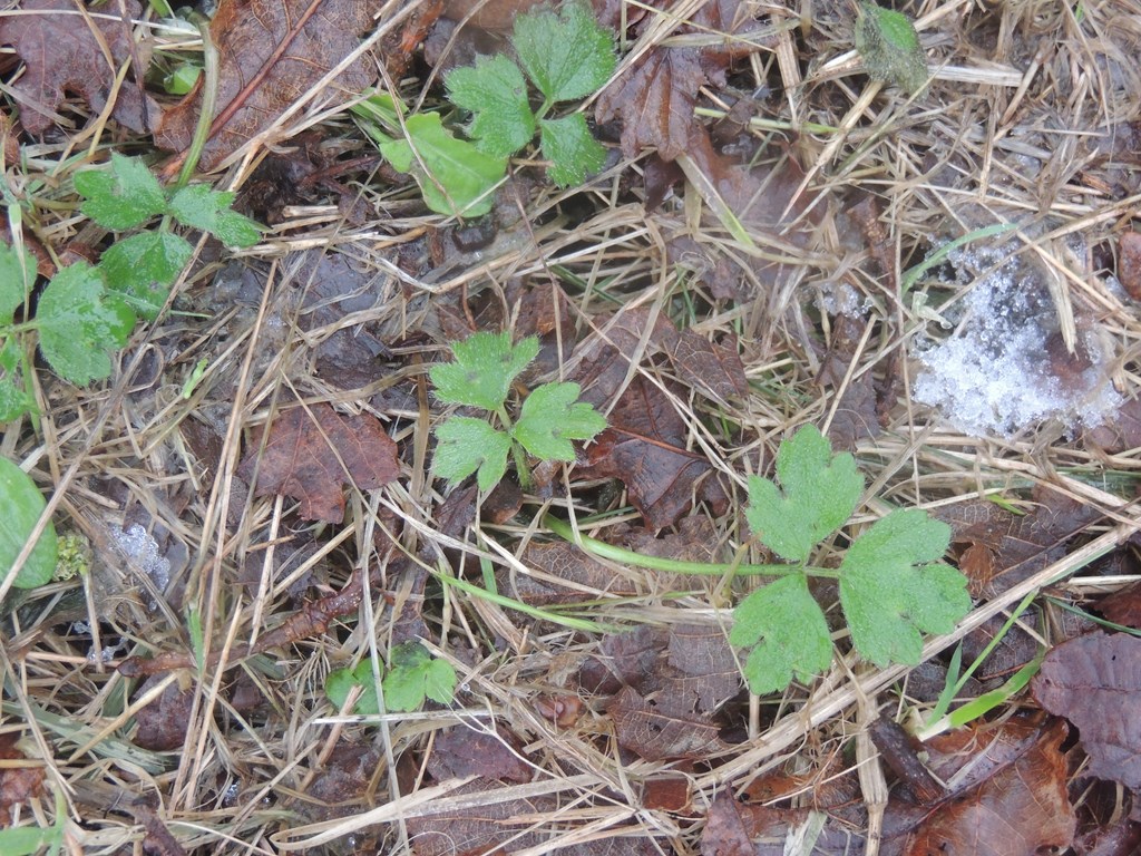 Lav Ranunkel (Ranunculus repens)