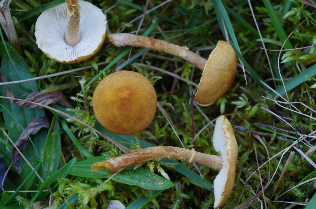Gulbrun Grynskælhat (Flammulaster granulosa)