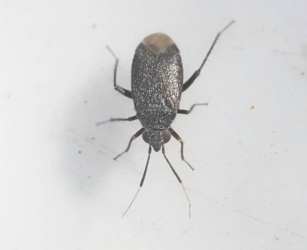 Tyndhornet Blomstertæge (Atractotomus kolenatii)