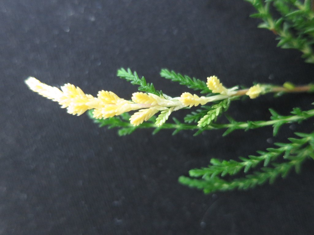 Lynggalmide (Aceria exigua)