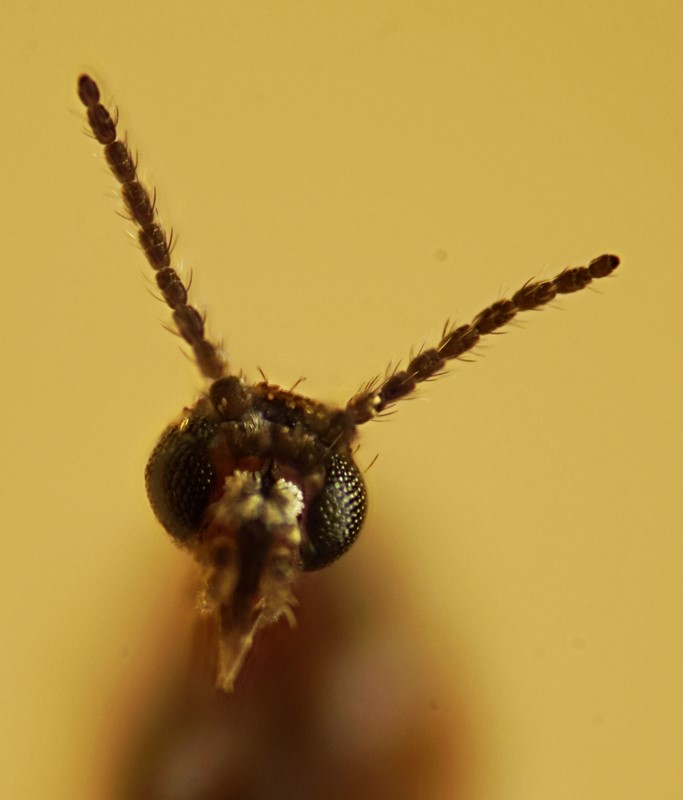 Ozirhincus millefolii (Ozirhincus millefolii)