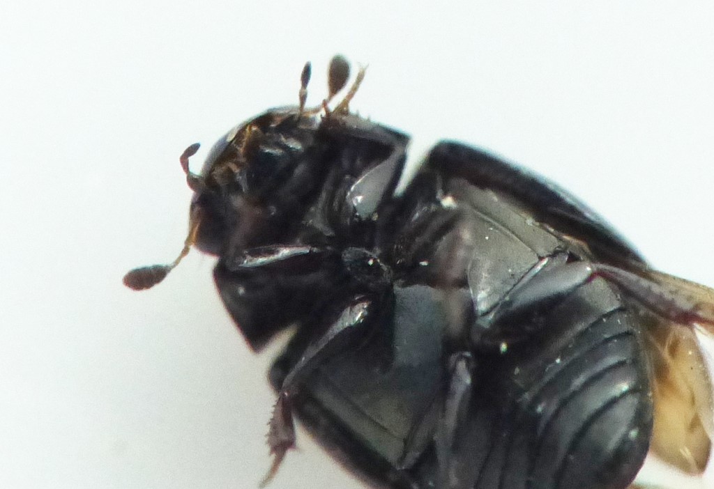 Cercyon bifenestratus (Cercyon bifenestratus)