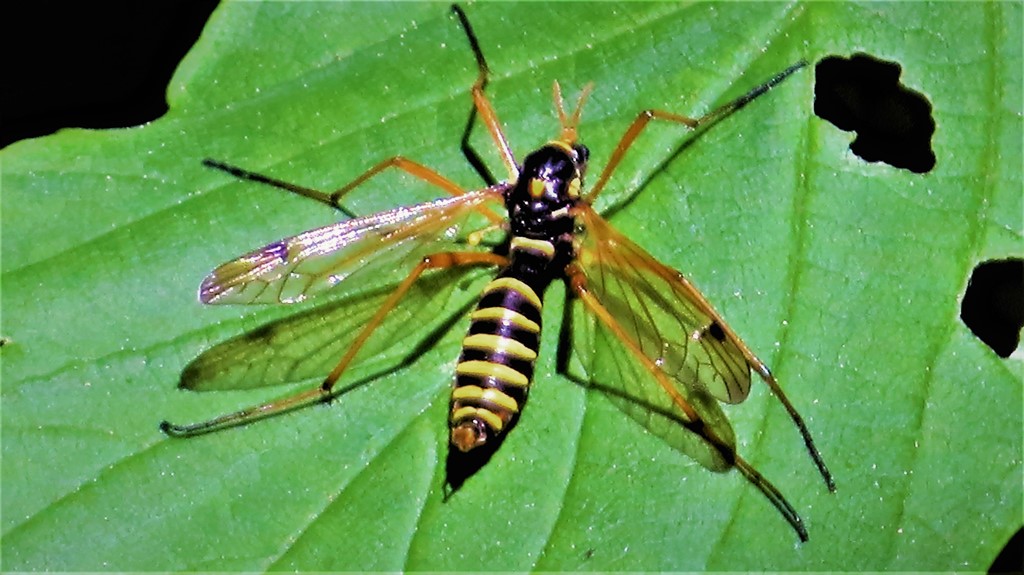 Ctenophora flaveolata (Ctenophora flaveolata)