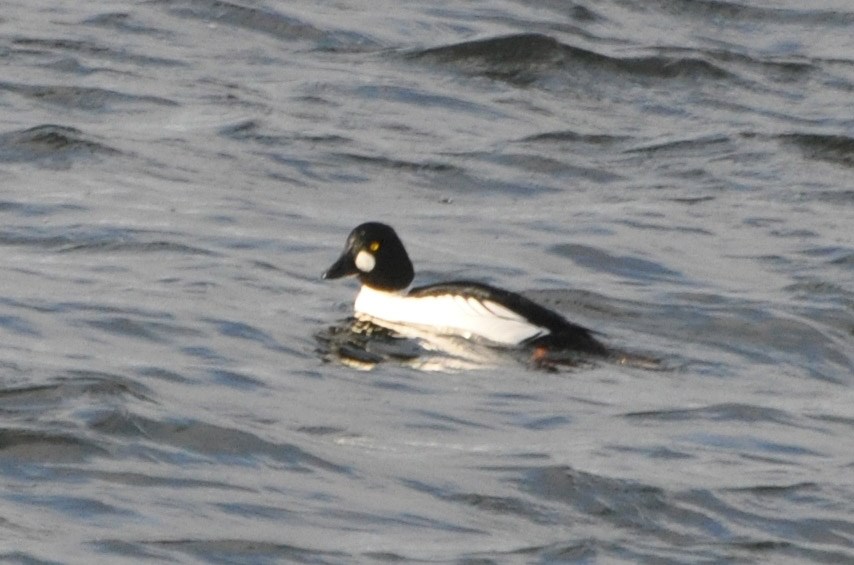 Hvinand (Bucephala clangula)