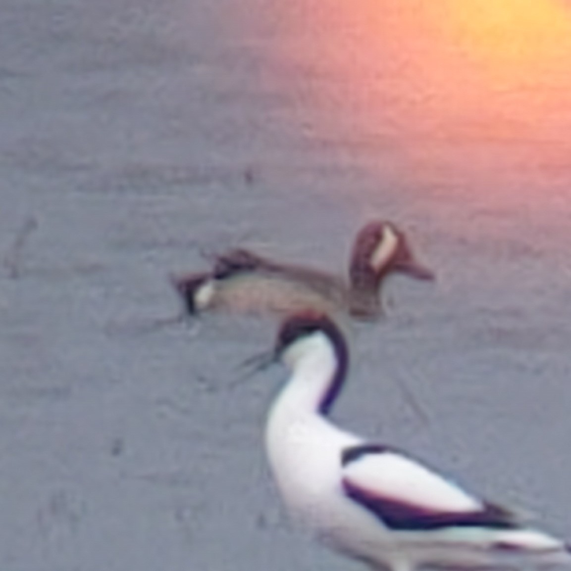 Blåvinget And (Anas discors)