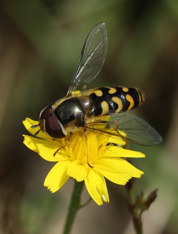 Sydlig Agersvirreflue (Scaeva dignota)