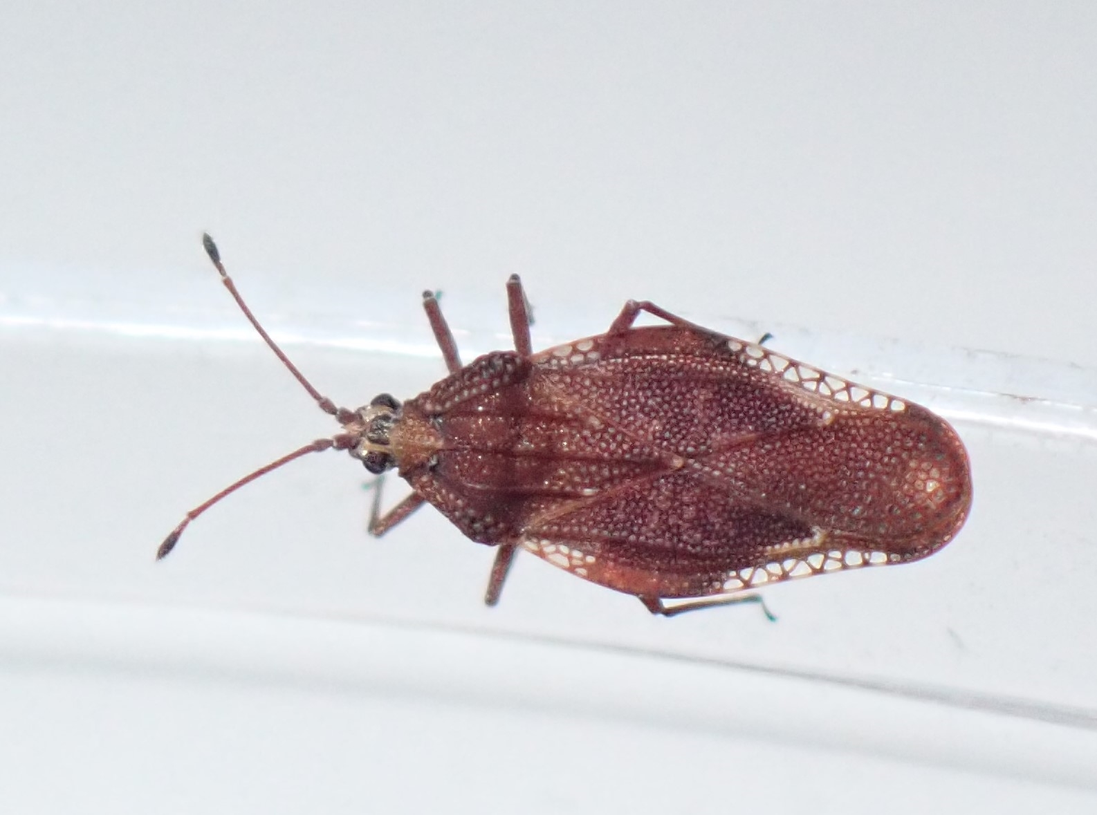 Physatocheila smreczynskii (Physatocheila smreczynskii)