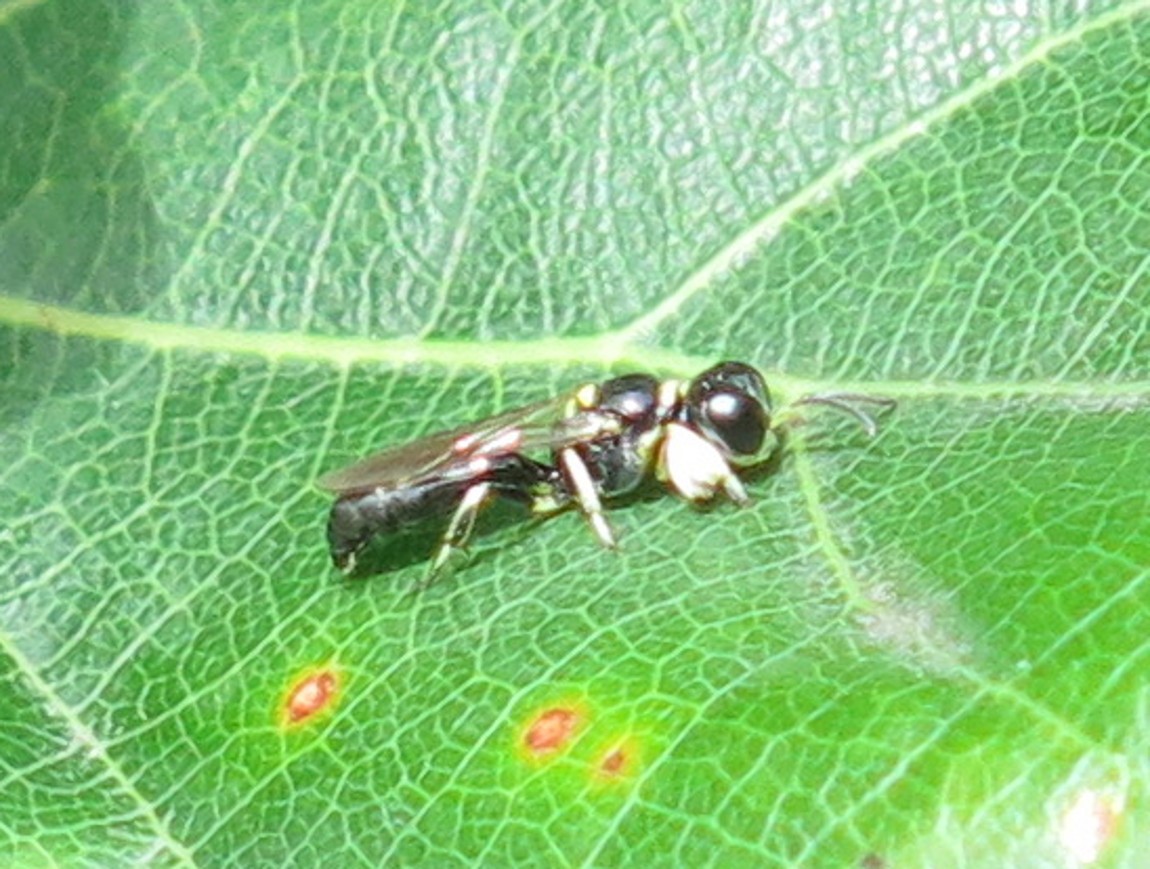 Crossocerus palmipes (Crossocerus palmipes)